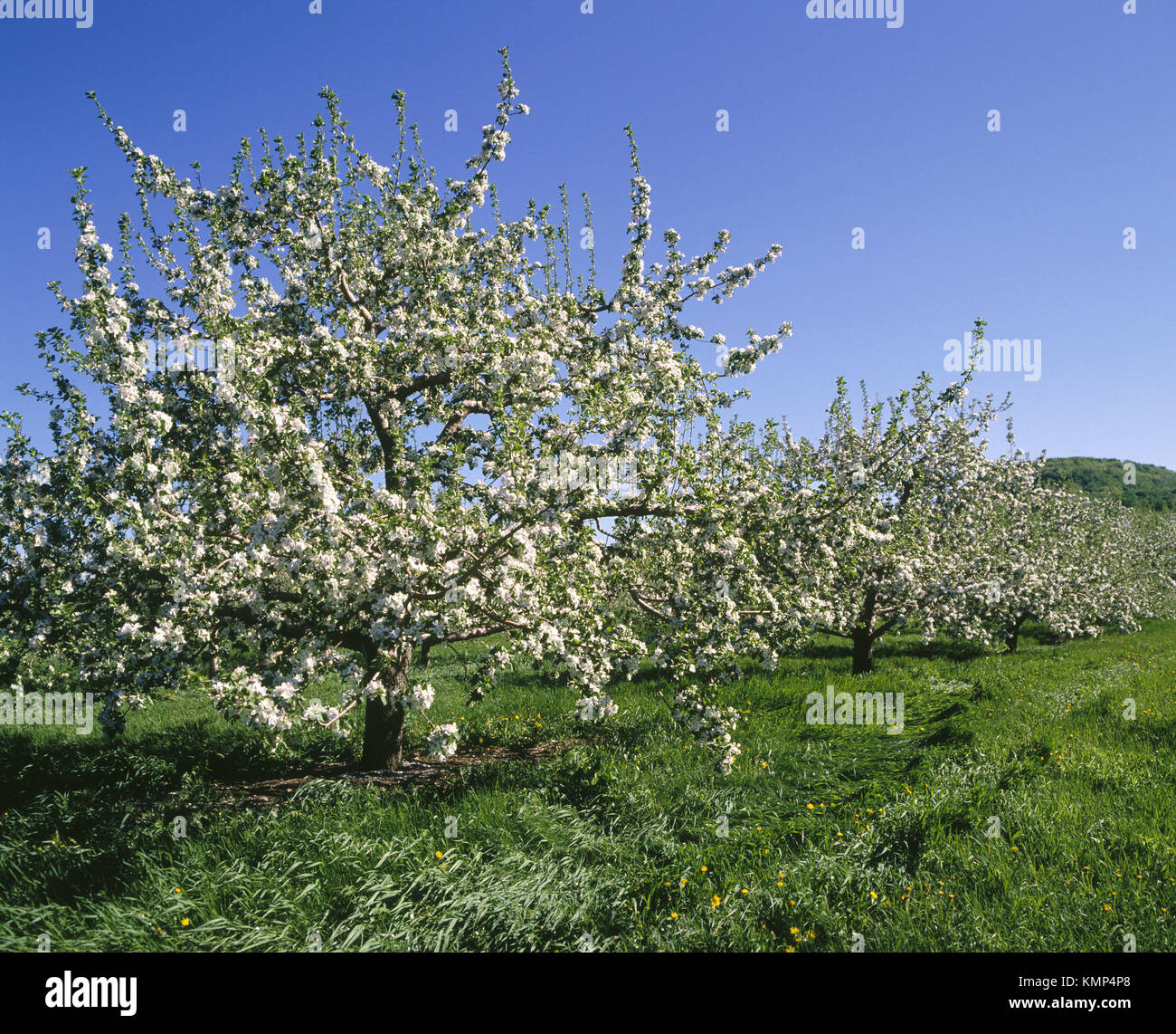Apple orchard in spring. Rougemont. Montérégie. Quebec. Canada Stock Photo Alamy