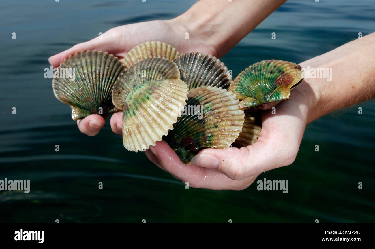 A snorkeler displays a catch of Florida Bay scallops after scalloping