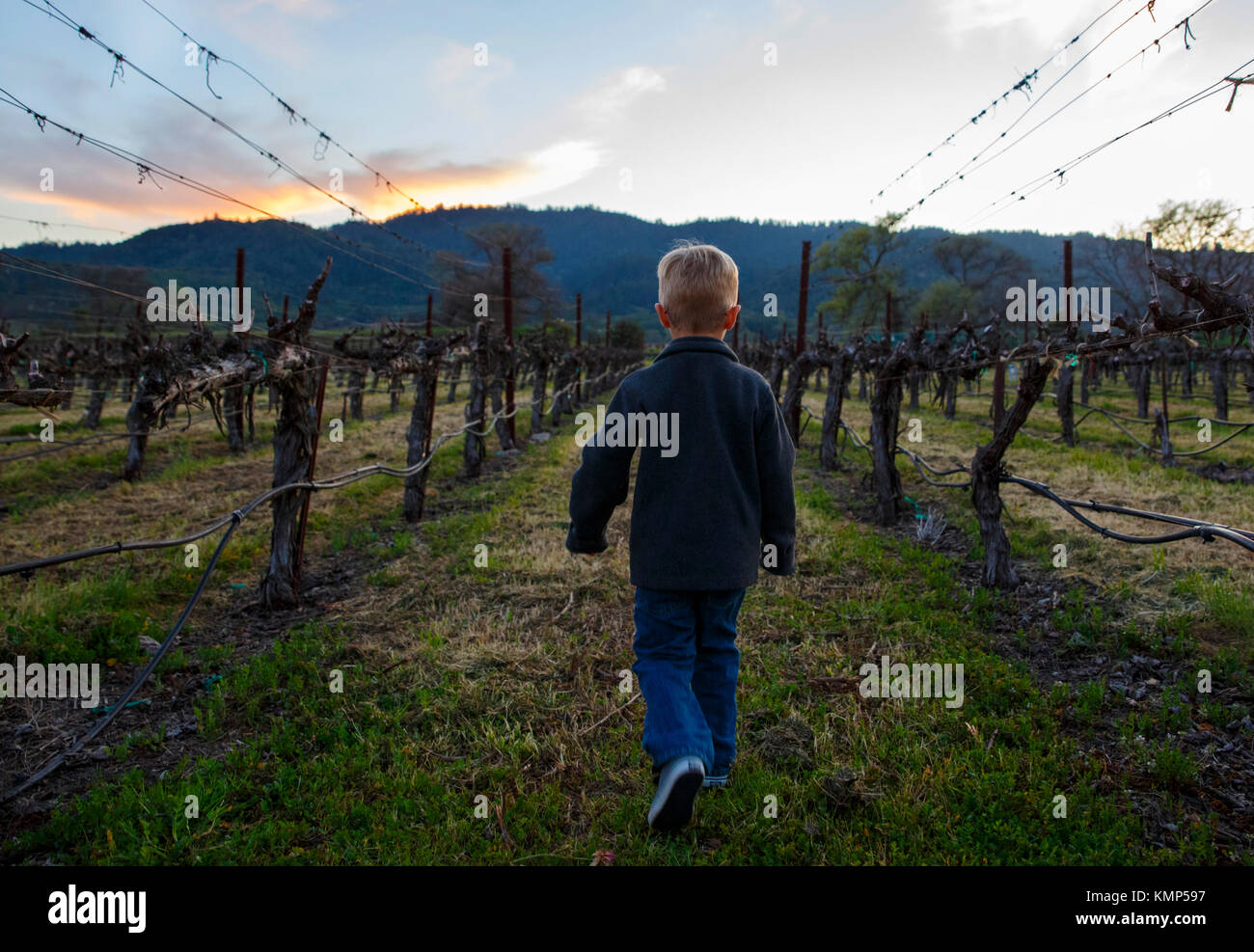 A young child wanders through a vineyard in Napa, California just before sunset. Stock Photo