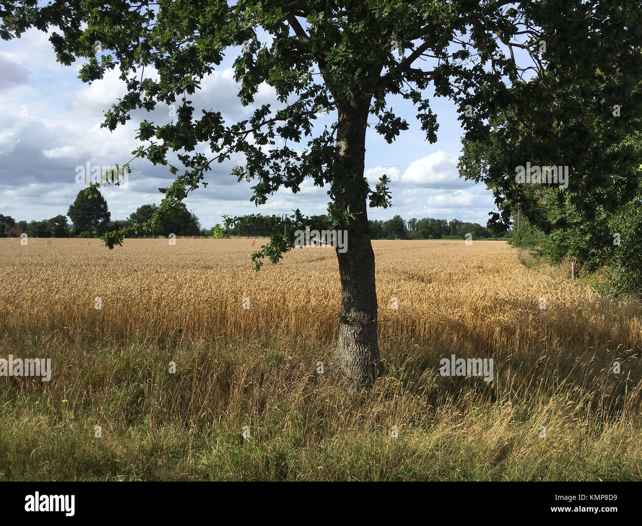 Wheat field in Normandy with a tree in the foreground. Stock Photo