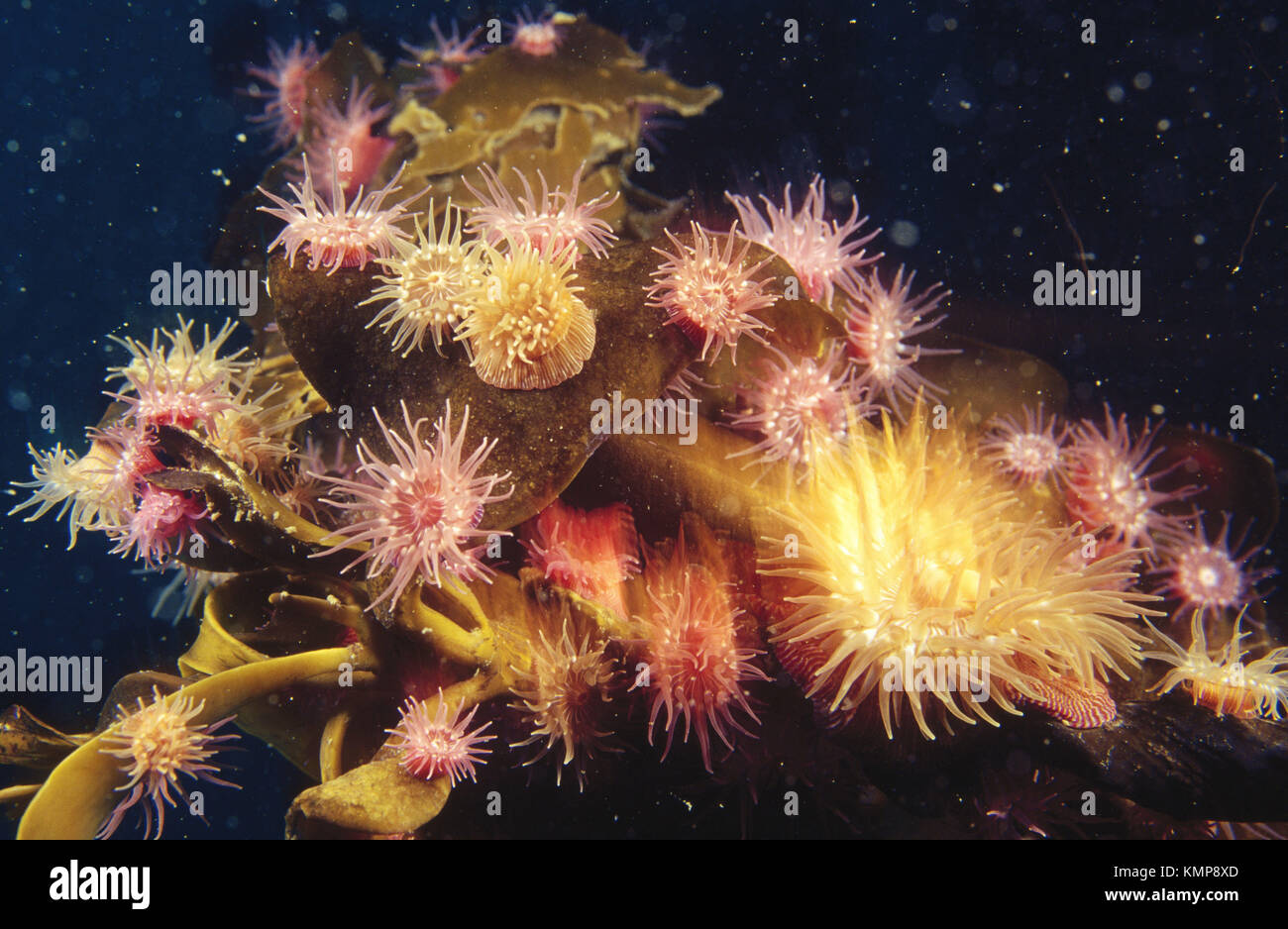 Brooding anemone pacific northwest hi-res stock photography and images