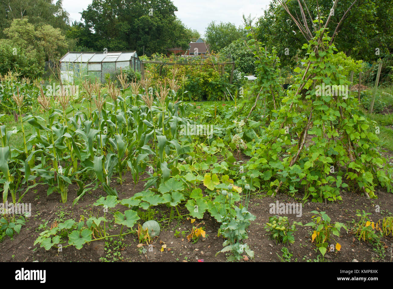 Corn, bean, and squash together hires stock photography and images Alamy