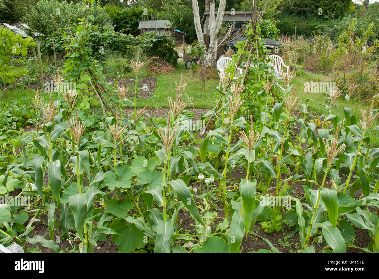 Allotment in summer. 'Three sisters' method with runner beans, sweet corn and squash grown together as complimentary crops. Stock Photo