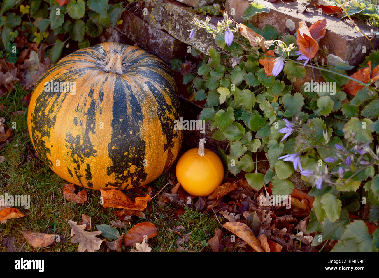 Large striped pumpkin with a small orange gourd in an fall garden, surrounded by leaves and plants Stock Photo