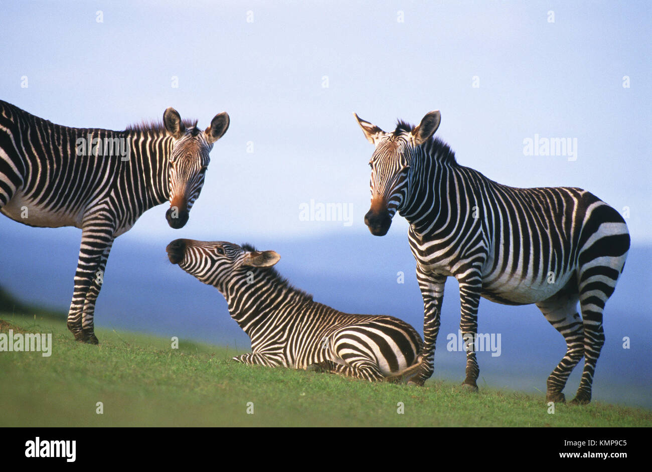 Cape Mountain Zebras (Equus zebra zebra). Rare species, Demon Nature