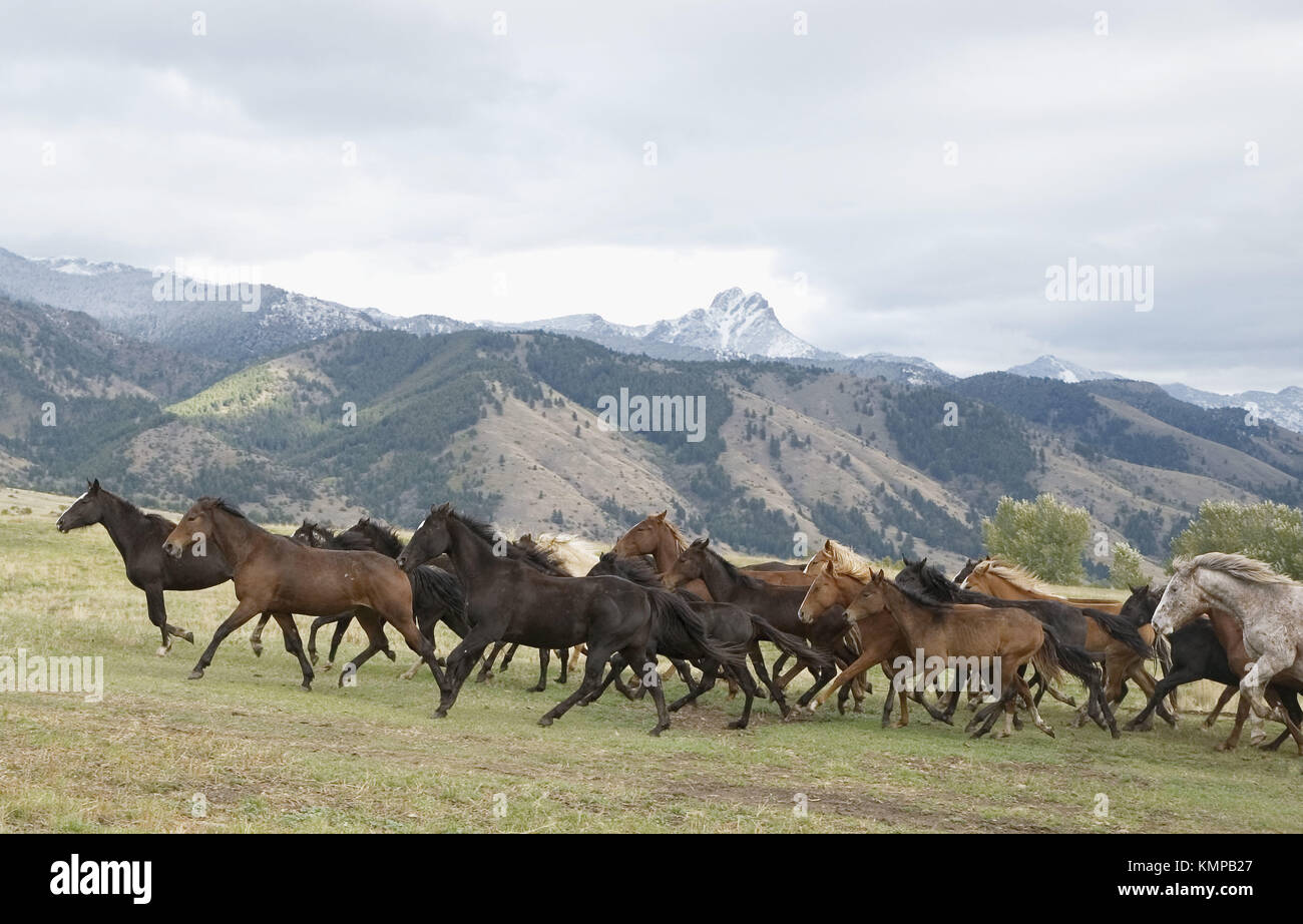 Horses being round up from range. Montana, USA Stock Photo - Alamy