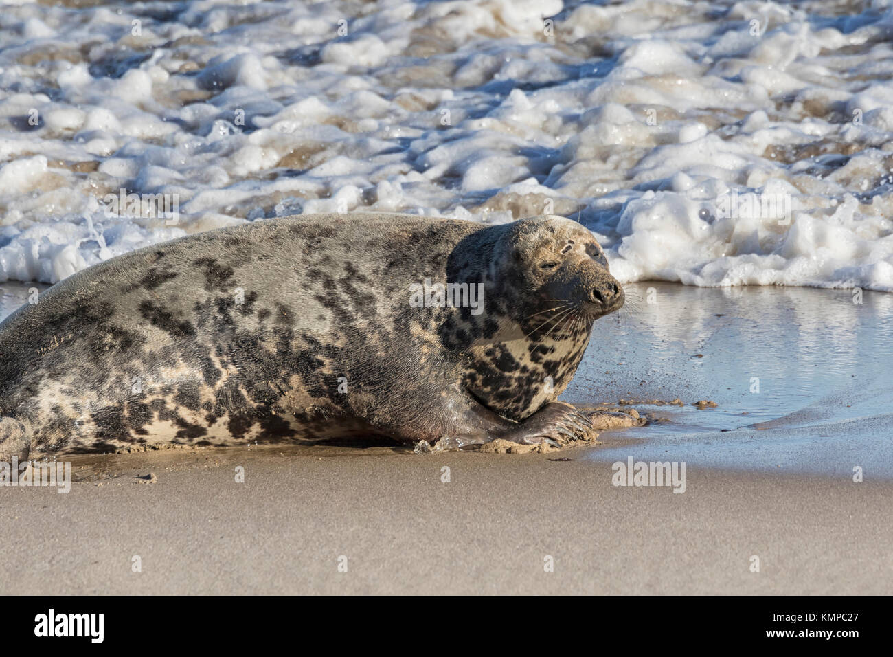 Grey Seals hauled out during the breeding season, North Norfolk beaches Stock Photo
