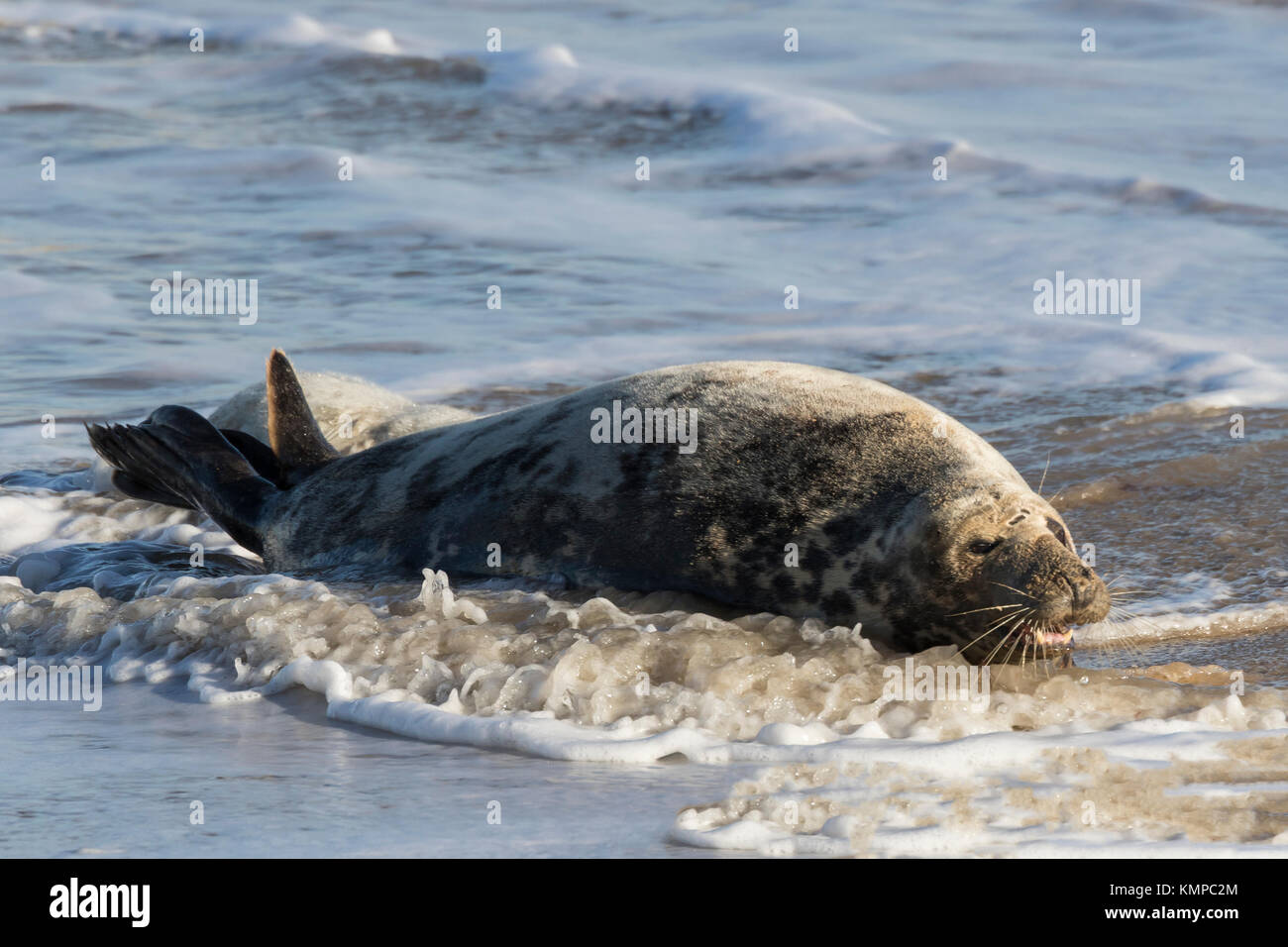 Grey Seals hauled out during the breeding season, North Norfolk beaches Stock Photo
