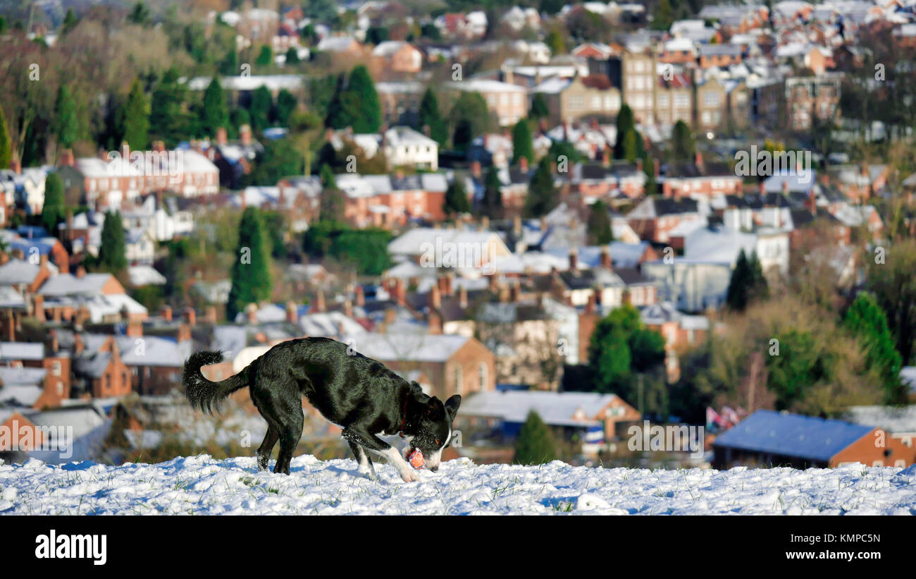 Ashbourne, Derbyshire. 8th Dec, 2017. UK Weather: Border Collie dog having fun plating ball in a  snow covered field above Ashbourne Derbyshire the gateway to the Peak District National Park Credit: Doug Blane/Alamy Live News Stock Photo
