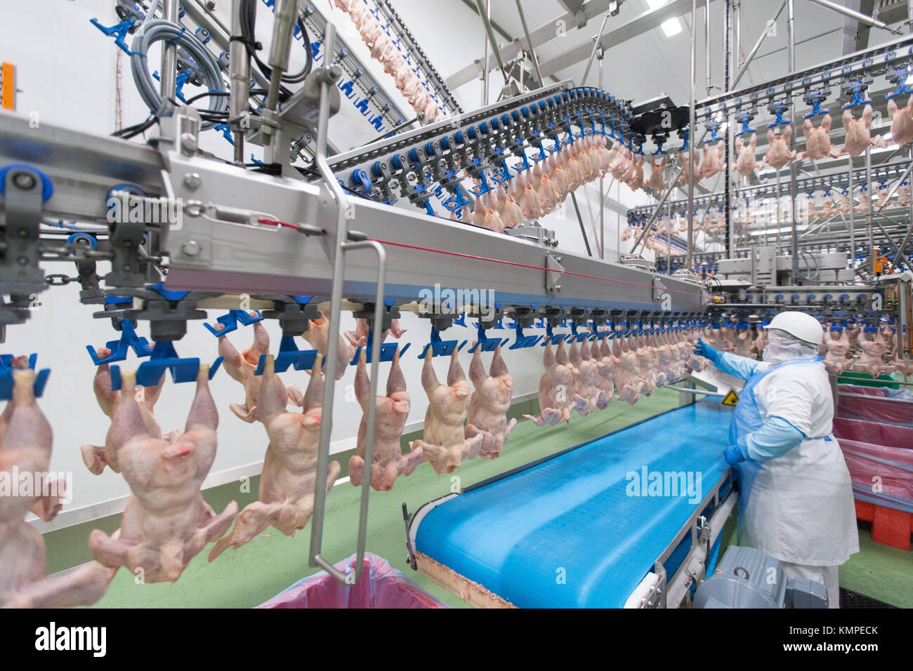 Lohne, Germany. 5th Dec, 2017. Poultry meat is processed in the