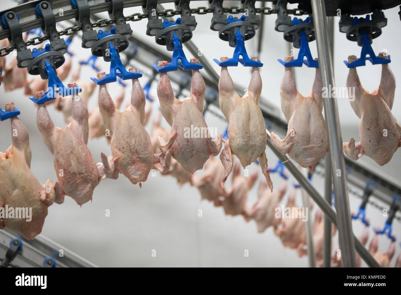 Lohne, Germany. 5th Dec, 2017. Poultry meat is processed in the