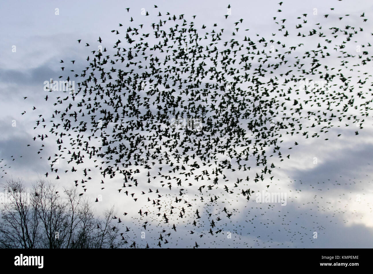 Large groups of starlings hires stock photography and images Alamy