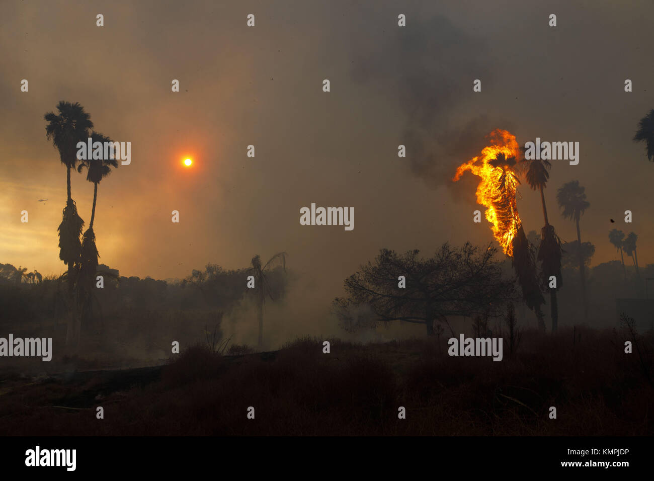 Bonsall, CA, USA. 7th Dec, 2017. Palm trees burn as firefighters battle