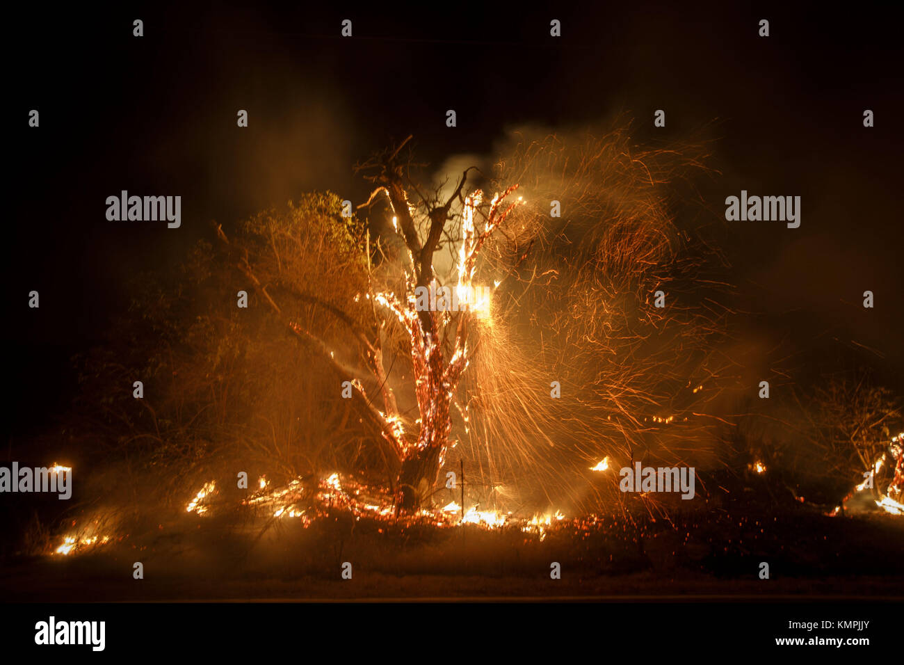 Bonsall, CA, USA. 7th Dec, 2017. A burning tree on Olive Hill Road