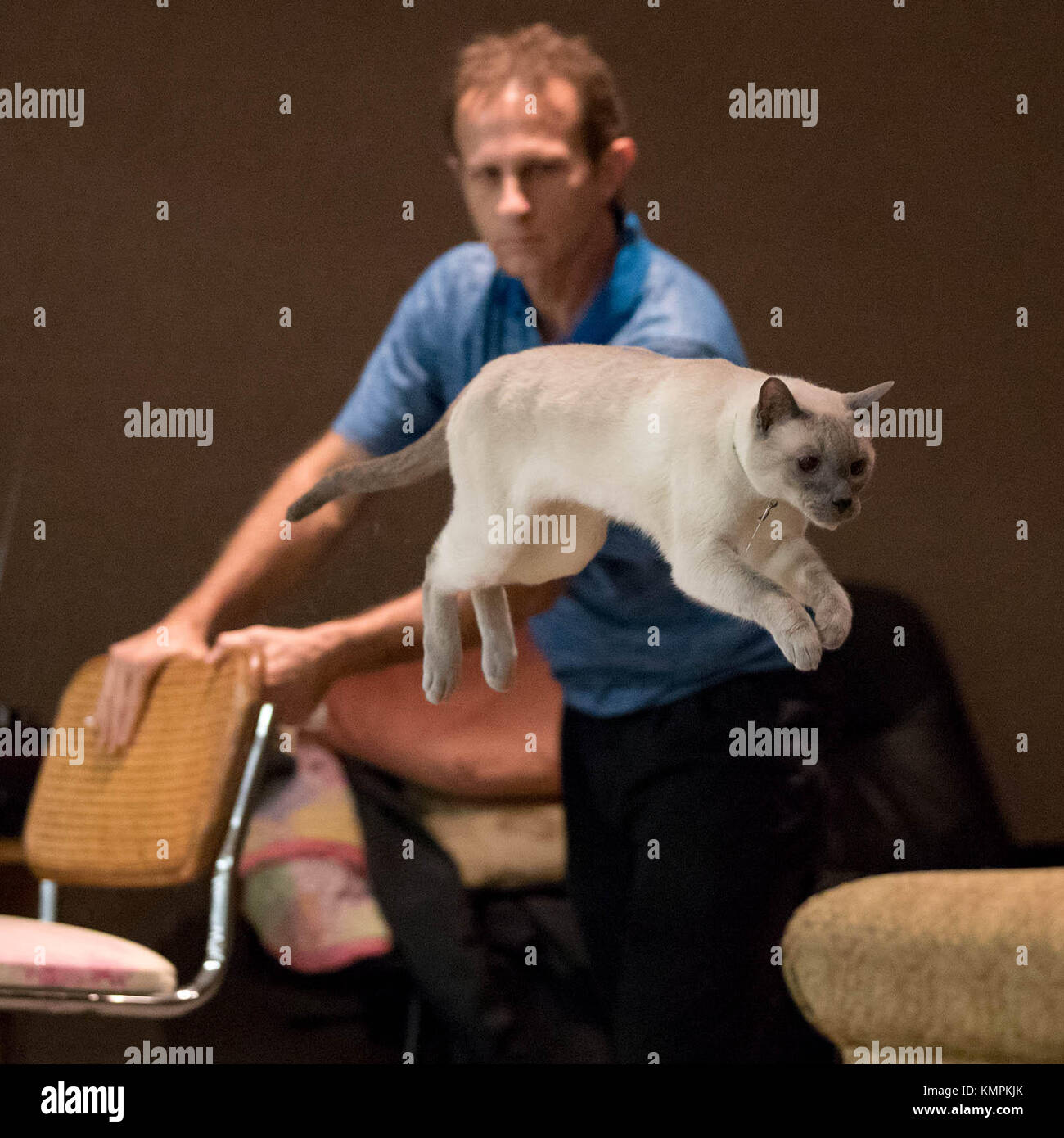 Palm Beach Gardens, Florida, USA. 8th Dec, 2017. Bud D. Boy, owned by Scott Sturtz, practices long jumps at the Moose Lodge in Palm Beach Gardens, Florida on December 8, 2017. Bud D. Boy, a 9-year-old, 11-pound Siamese cat from Palm Beach Gardens, attempted to set a Guinness World Record of the longest horizontal jump by a cat at a dinner at the Moose Lodge Nov. 11. A Chicago cat set the current record, jumping 6 feet 4 years ago. Bud D. Boy's final two jumps were 11 feet, 2 1/2 inches, measured by a local architect who is an authority in measurement. Sturtz is waiting to hear from Guinn Stock Photo