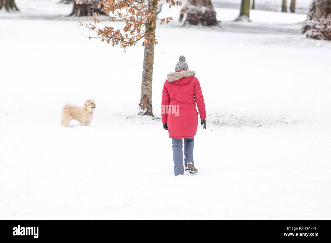 Lisburn, UK. 9th December, 2017. People taking their Dogs for a walk in