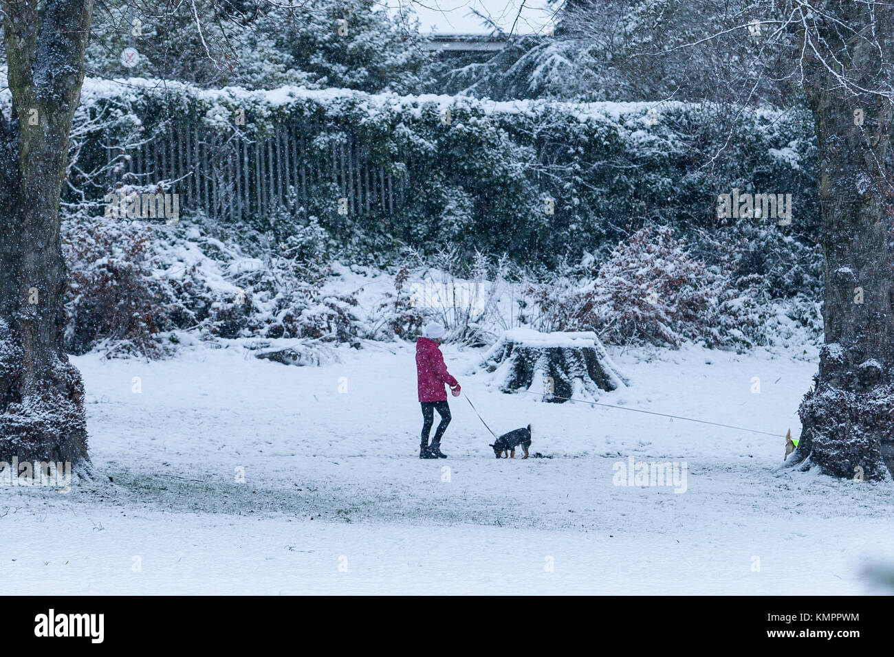 Lisburn, UK. 9th December, 2017. People taking their Dogs for a walk in Wallace Park, Lisburn