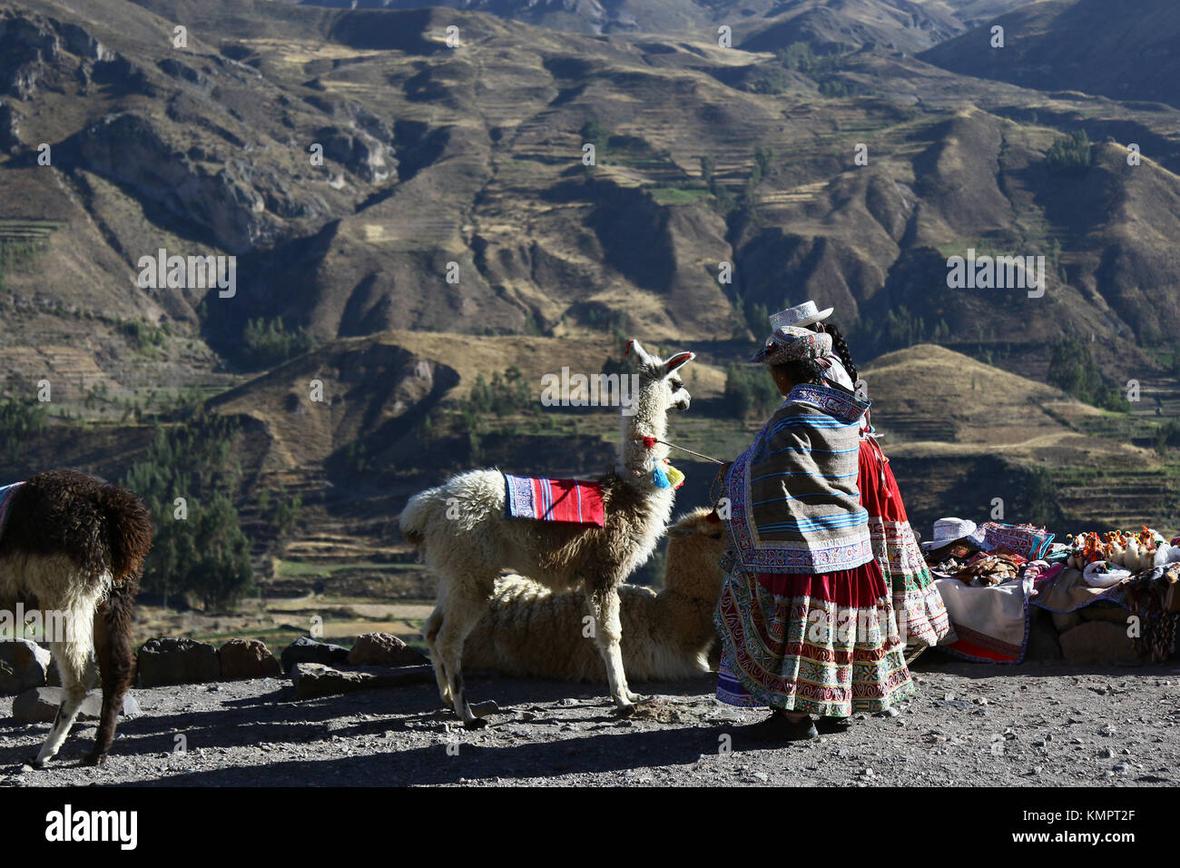 Pinchollo ( Peru) November, 18th 2015; Landscape of the Colca Canyon in the Andes Cordilleras with  Peruvian textilles sellers with their llamas Credit: Sebastien Lapeyrere/Alamy Live News. Stock Photo