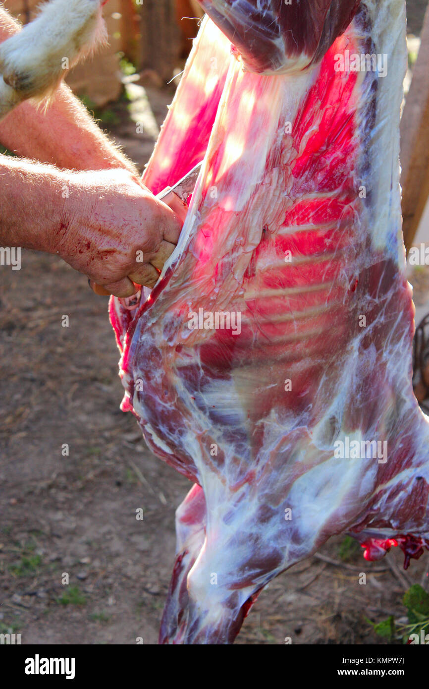 butcher is carving the goat carcass for meat Stock Photo
