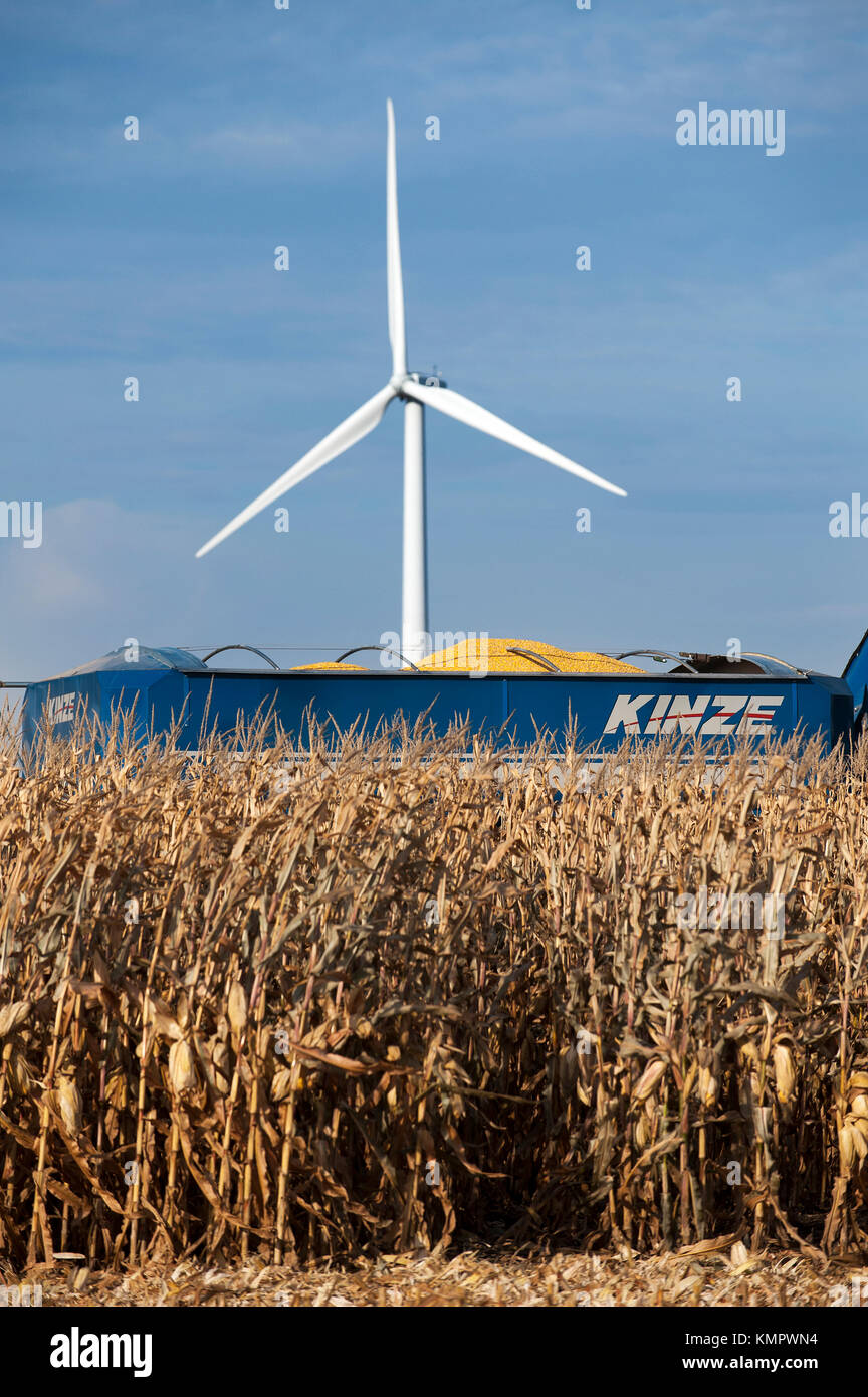 COMBINE HARVESTING CORN AND VIEW OF A WINDMILL ON A FAMILY FARM NEAR GRAND MEADOW, MINNESOTA