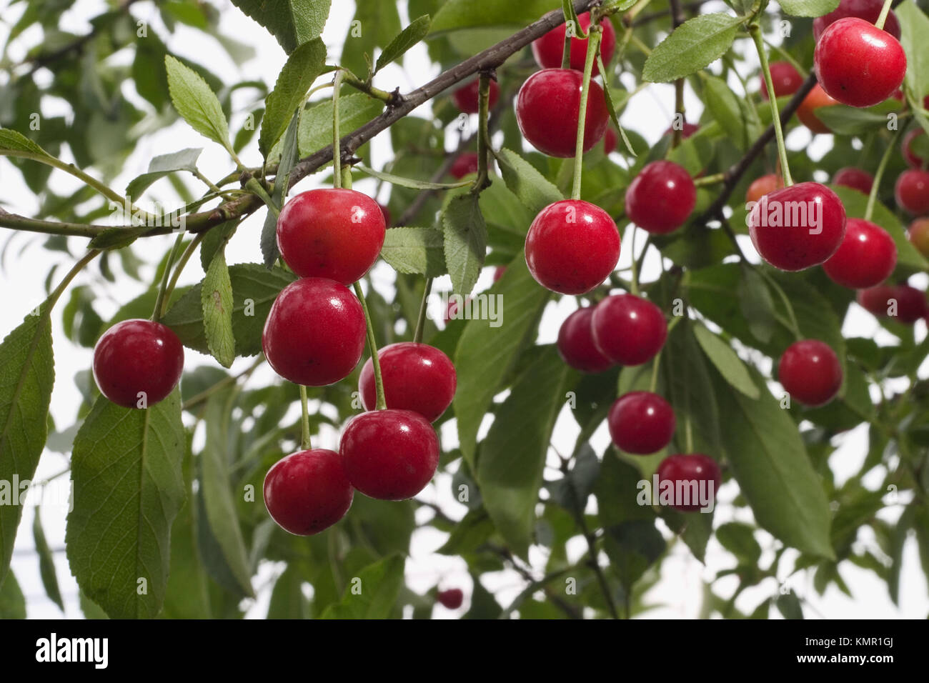 Morello cherries hires stock photography and images Alamy