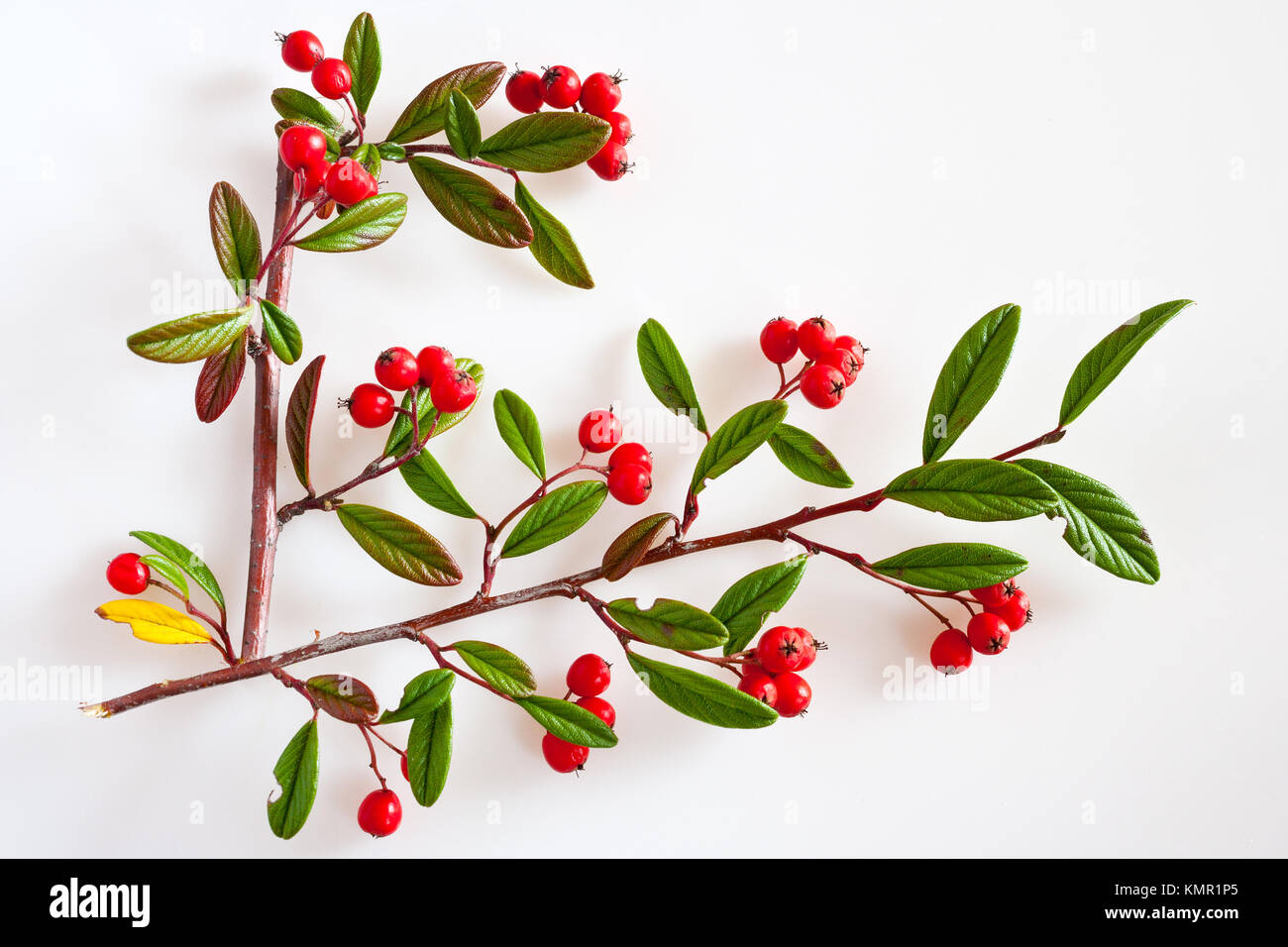 cotoneaster with ripe red berries / Cotoneaster lacteus / skalník Stock Photo
