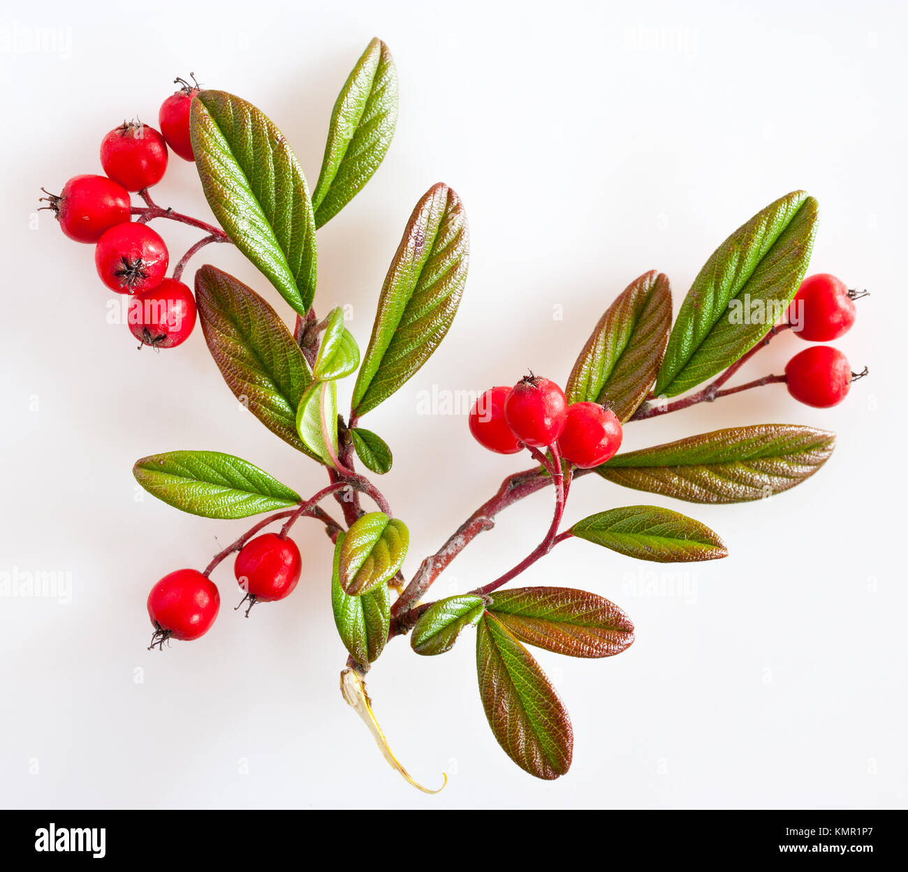 cotoneaster with ripe red berries / Cotoneaster lacteus / skalník Stock Photo