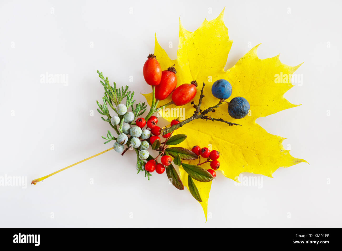 maple leaf, cotoneaster, rosa hips, blackthorn with berries / javorový list, trnka, šípek, skalník a jalovec chvojka Stock Photo