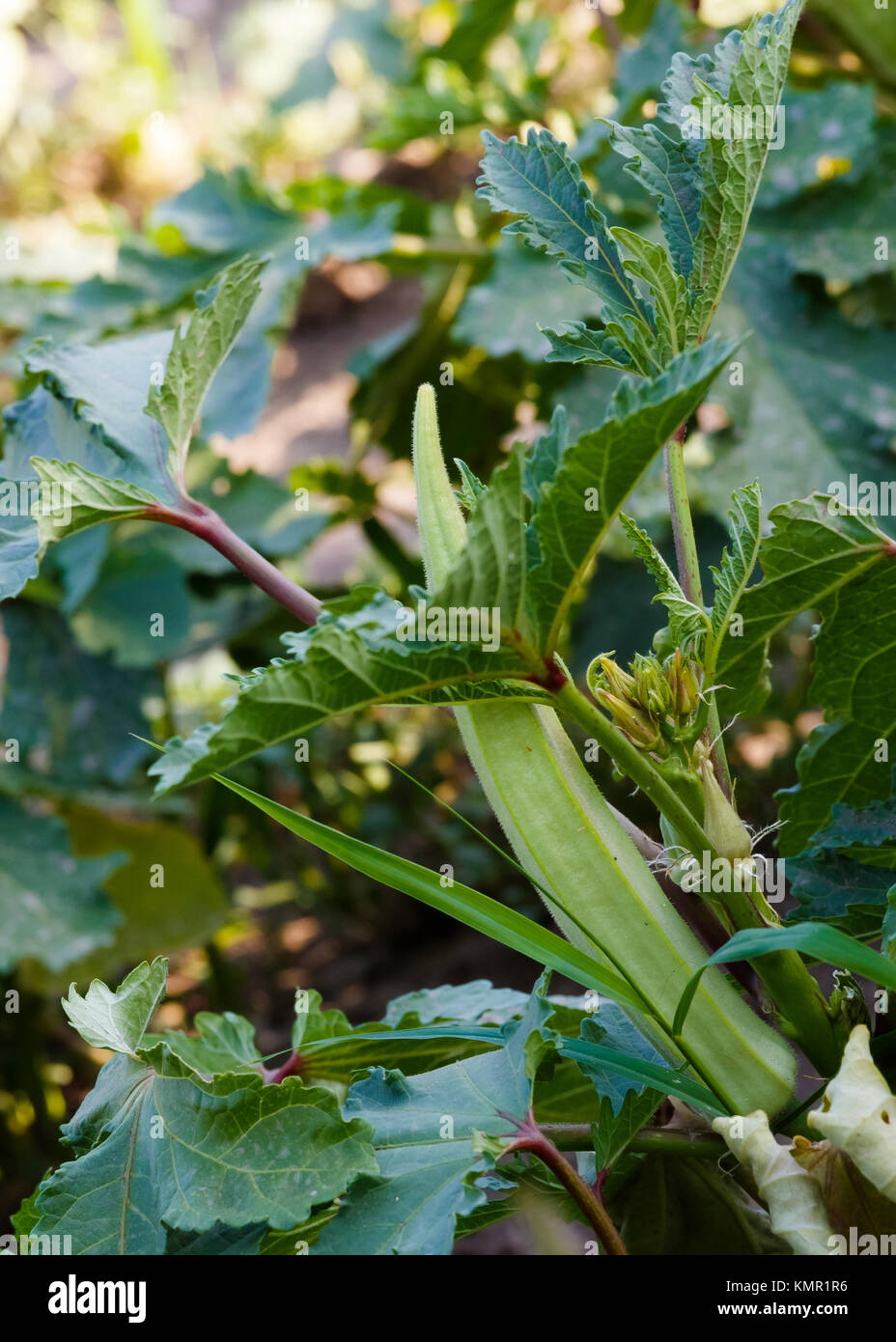 Okra plant vegetable in field, photographed in the afternoon sun Stock