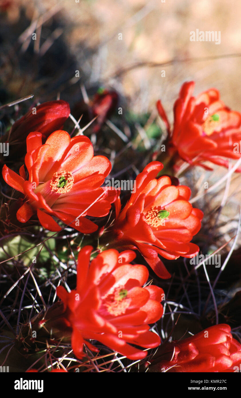 Mojave Mound Cactus. Mojave Desert. California. USA Stock Photo Alamy
