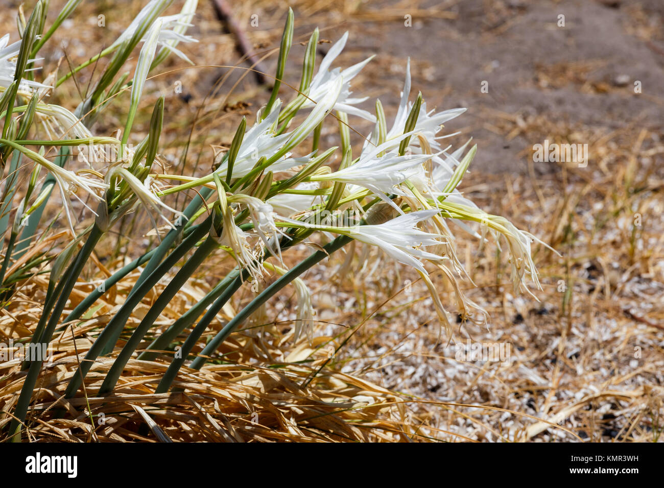Pancratium maritimum flowers blooming for thousand of years on the hot and waterless sand beaches of Megalonisi islet, opposite Sigri village Stock Photo