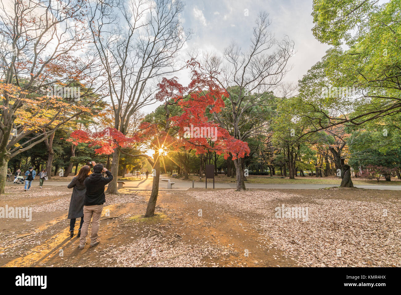 A couple making pictures of Momiji (maple tree) Autumn colors, Fall foliage sunset at Yoyogi Park (代々木公園), Shibuya ward, Tokyo, Japan. Stock Photo
