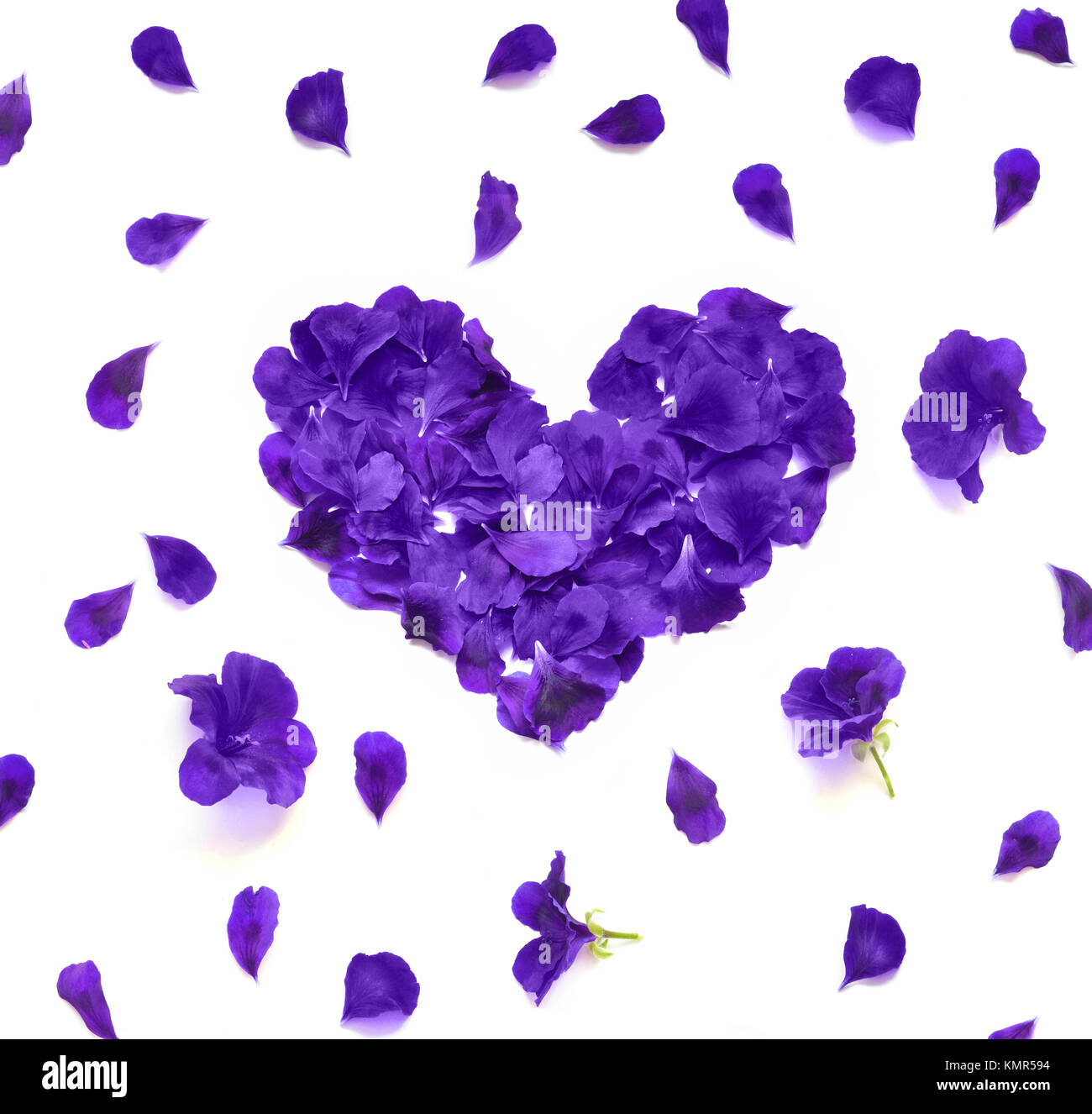 Heart made of rose petals. Blue rose petals heart over white background