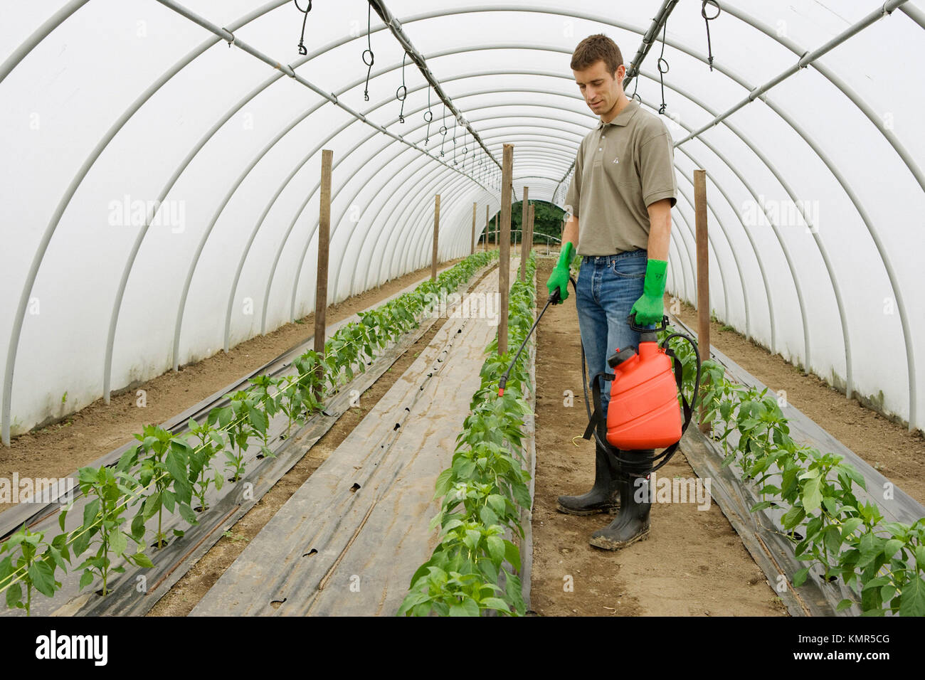 green pepper plant treatment with sprayer (insecticides, pesticides