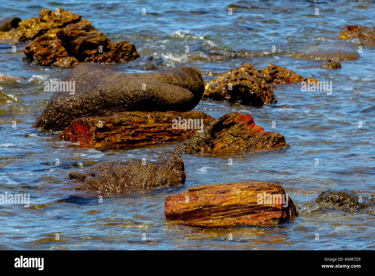 Fossilized colorful tree trunks in the sea from the UNESCO Geopark