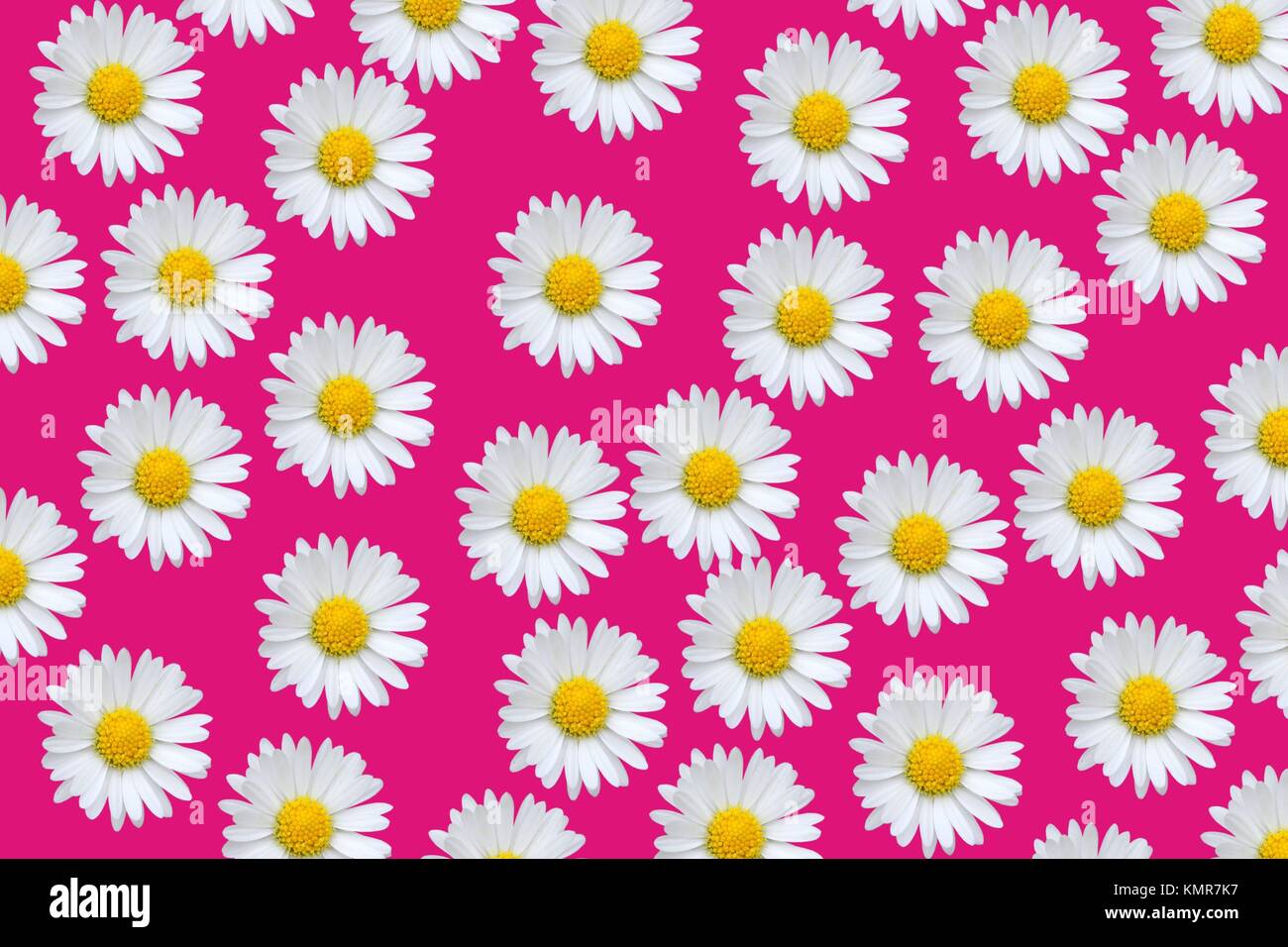 Colorful pattern background with daisy flowers over pink Stock Photo ...