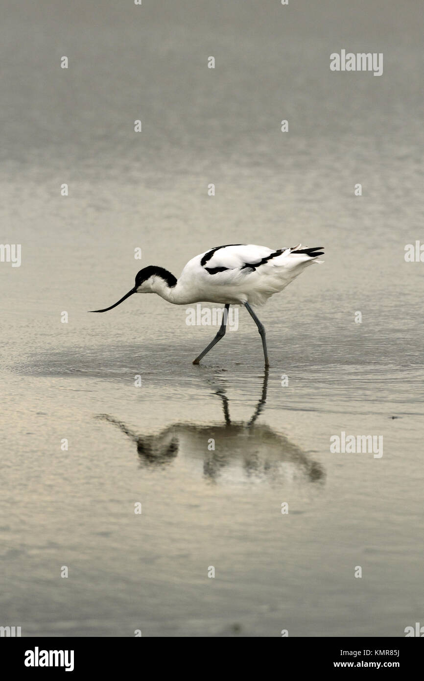 Avocet (Recurvirostra avosetta) - wading in lagoon. Stock Photo