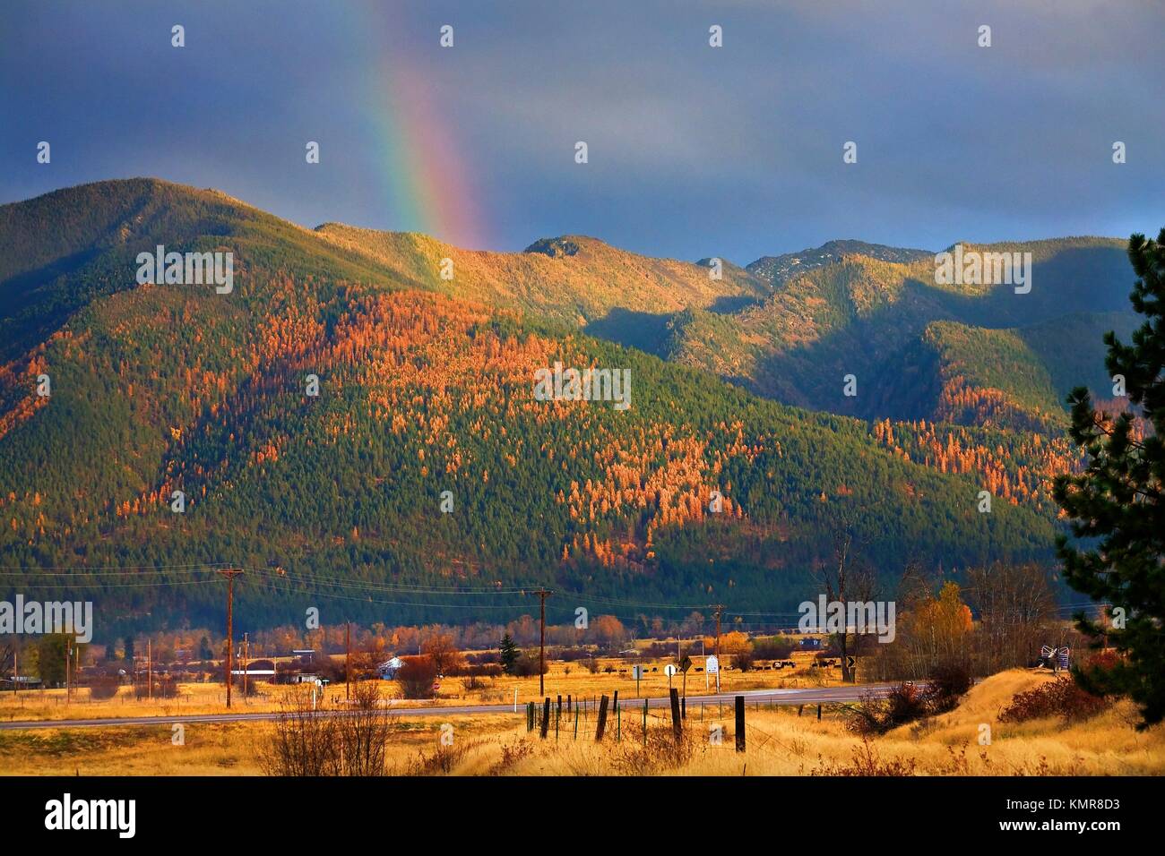 Tamarack Tree Fall Color Orange tamaracks hi-res stock photography and images - Alamy