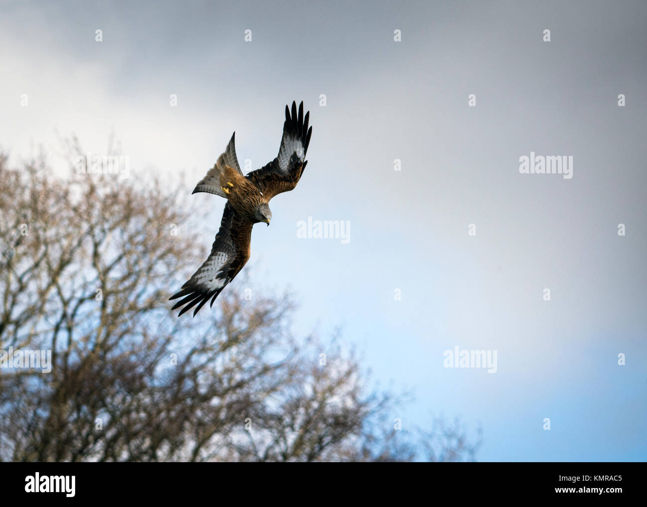 The majestic Red Kite, a successful recovery of a once persecuted bird of prey. Photograph taken in and around Mid-Wales. Stock Photo