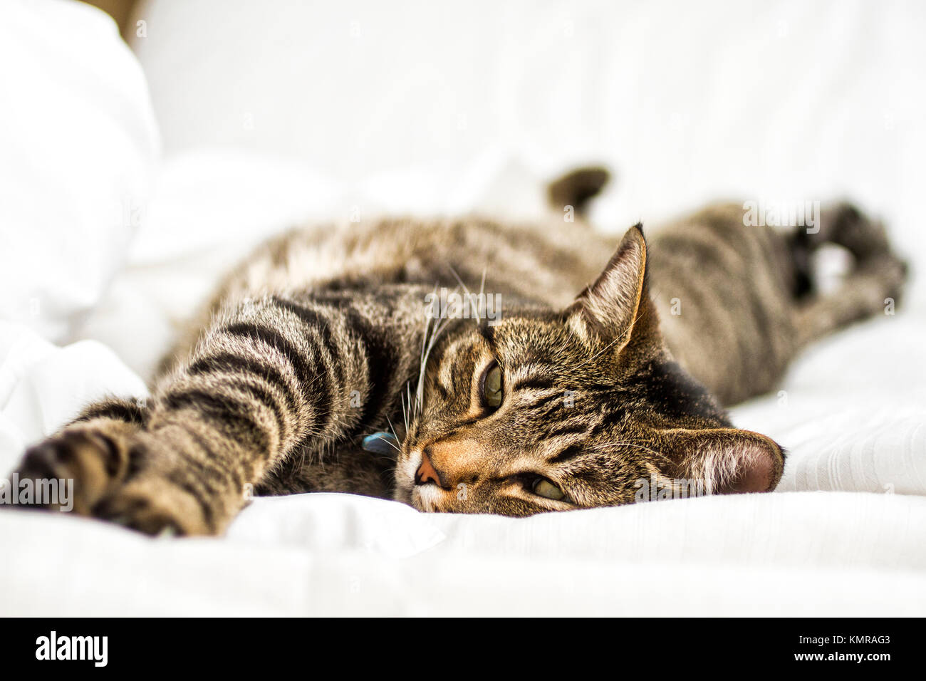 Domestic cat (Felis catus) aying down on bed. Florianopolis, Santa Catarina, Brazil. Stock Photo