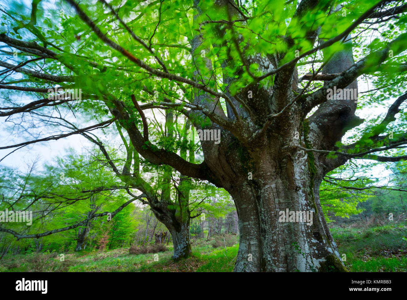 Pollarded beech hi-res stock photography and images - Alamy