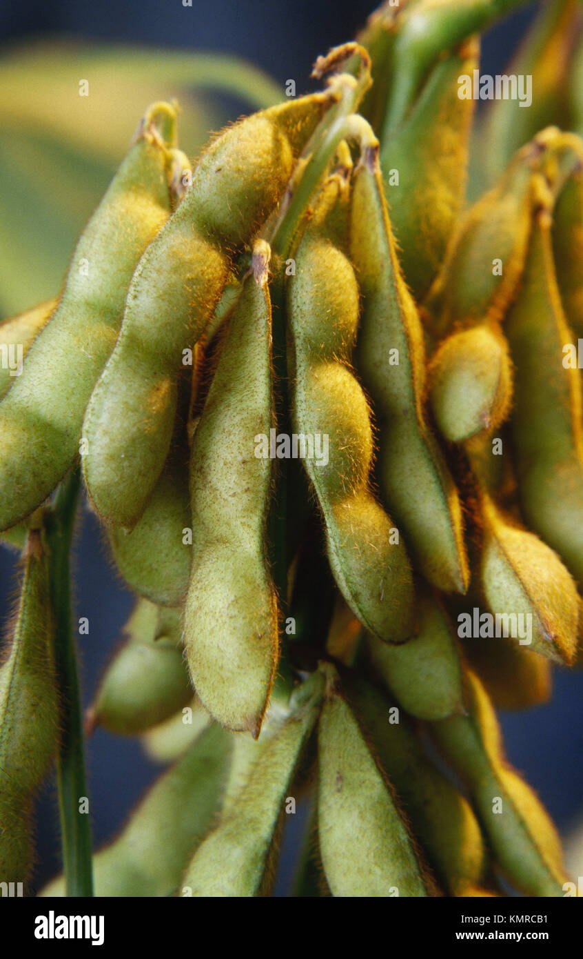 Pods of soybeans Stock Photo Alamy