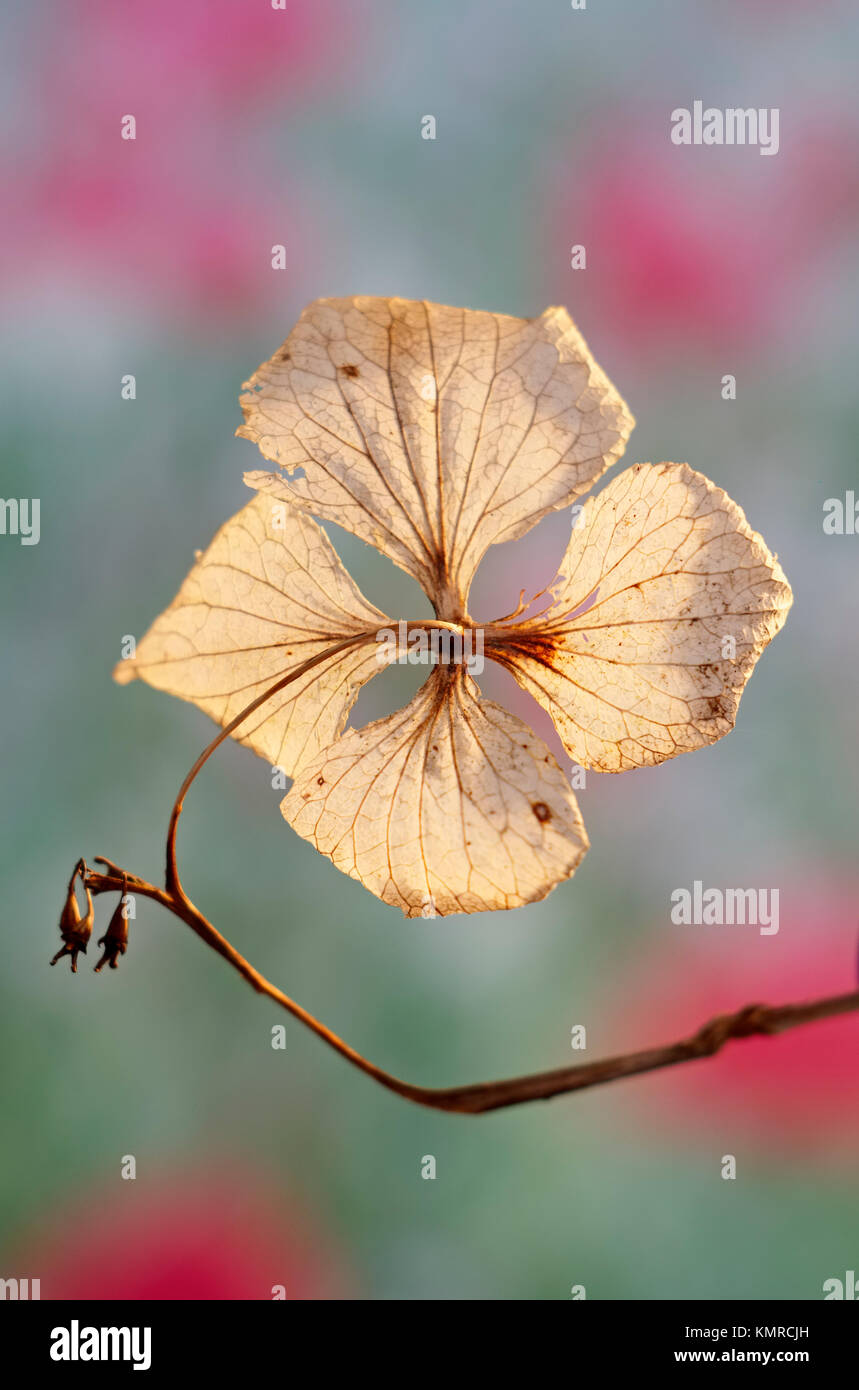 Dead hydrangea flower Stock Photo Alamy