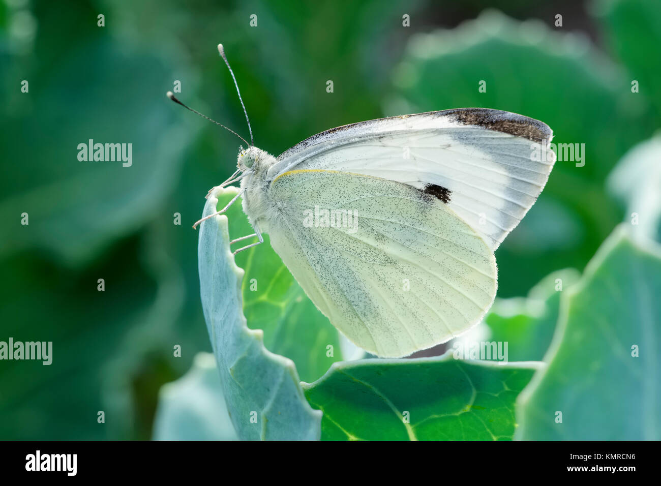 Large White Butterfly on sea kale leaf  Pieris brassicae Stock Photo