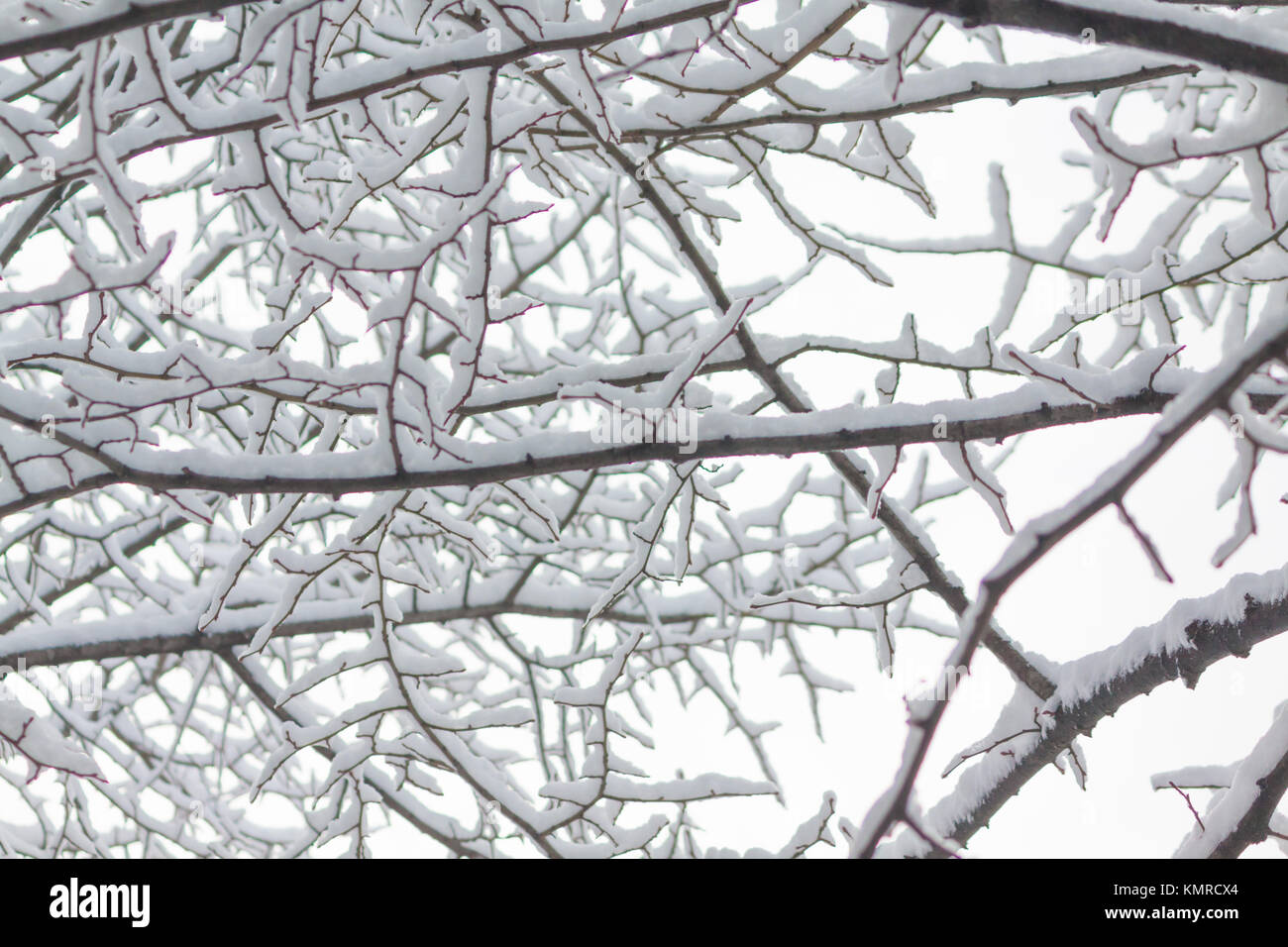 TREE BRANCHES COVERED BY SNOW Stock Photo - Alamy