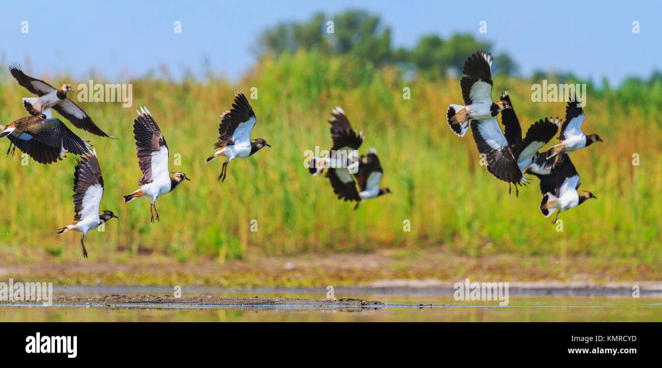 flock of wild birds flies over the lake, wildlife, animals Stock Photo ...