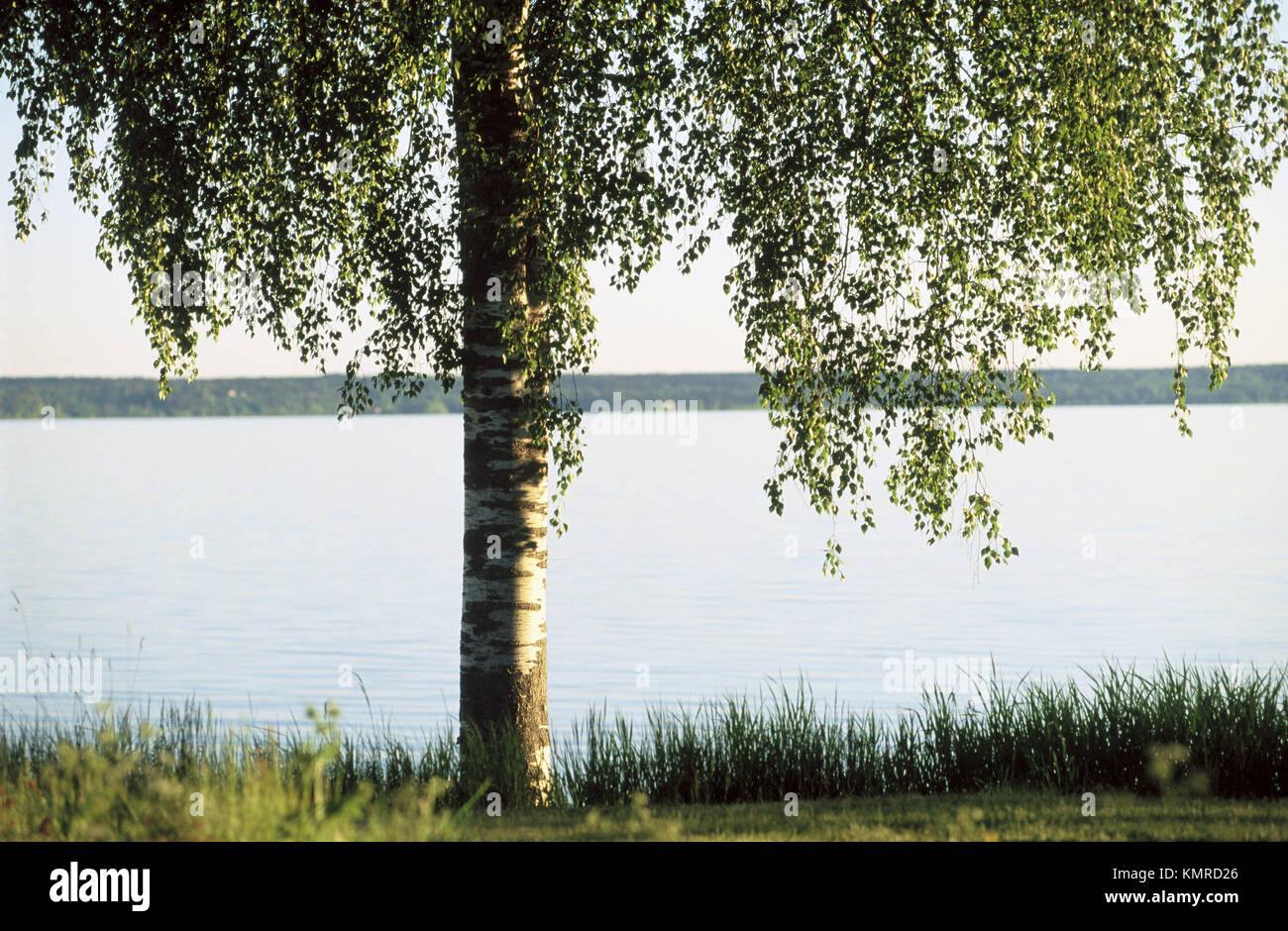 Birch tree and lake Stock Photo - Alamy