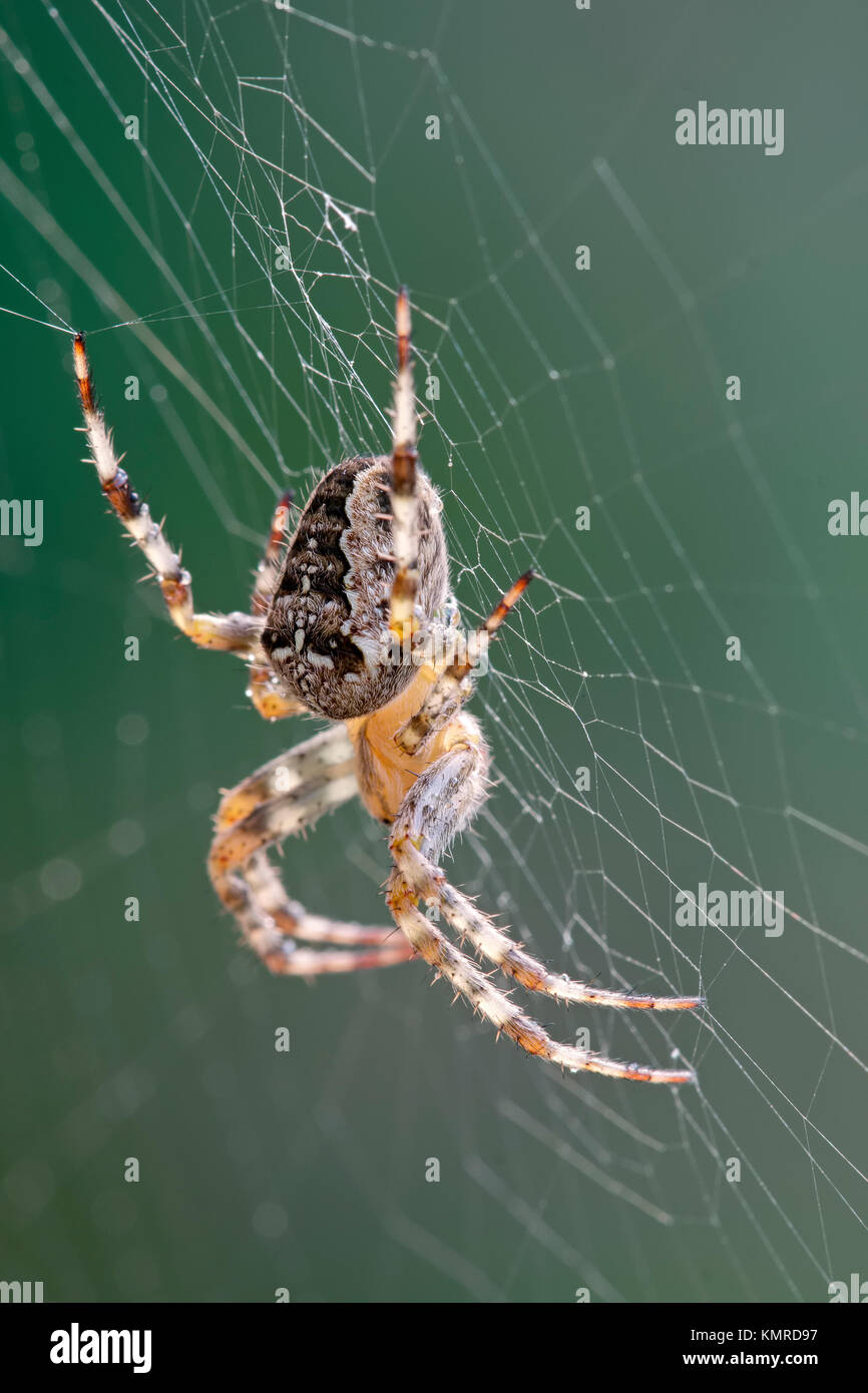Female European garden spider in web Araneus diadematus Stock Photo - Alamy