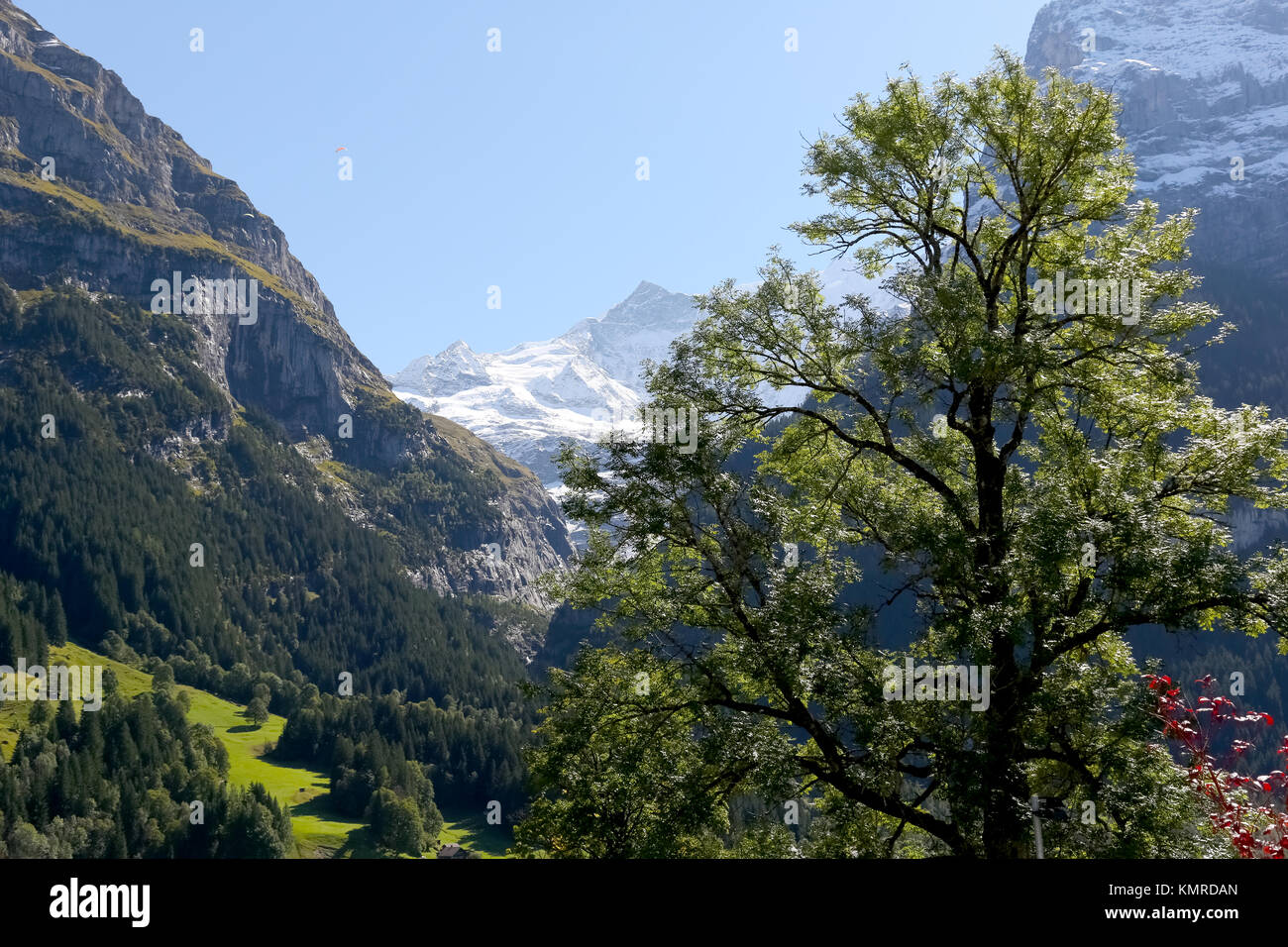 The Large Deciduous Tree Obscures The Alpine Landscape Of The Great Rocky Mountains And Below Are Visible Meadows And Forests The Large Deciduous Tree Obscures The Alpine Landscape Of The Great Rocky Mountains And Below Are Visible Meadows And Forests