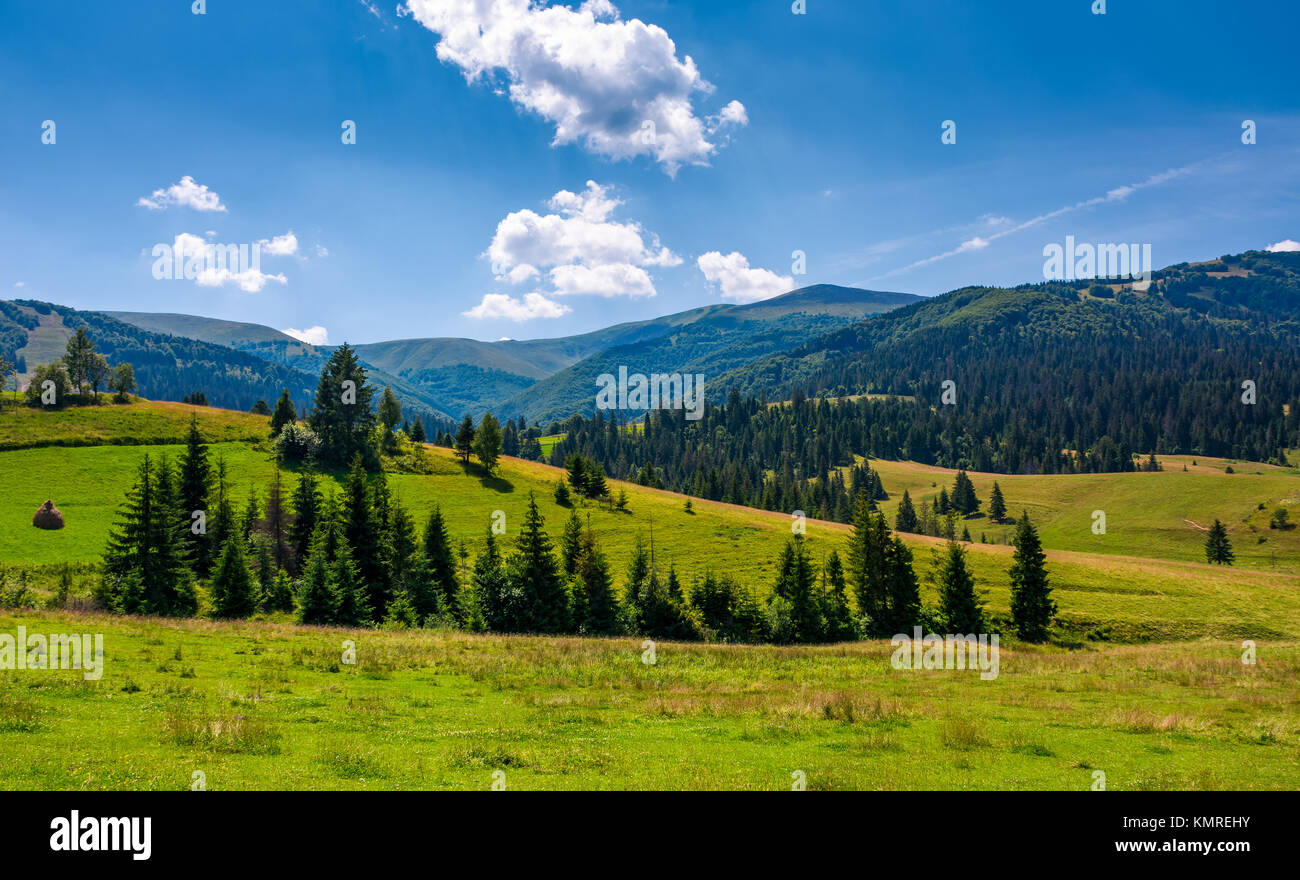 spruce forest on grassy hills of Pylypets. beautiful countryside at the foot of mighty Borzhava mountain ridge in summer Stock Photo